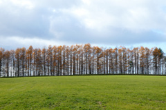 「牧草とカラマツ」