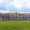 「牧草とカラマツ」