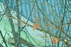 「秋の忘れ物」