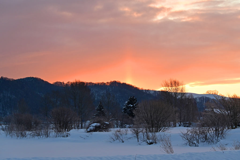 「撮れたて新鮮」