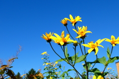 「菊芋」