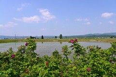「ハマナスと田んぼと空と雲」