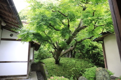 長寿寺 #6