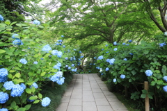 明月院 #13