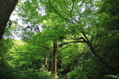 瑞泉寺 #1