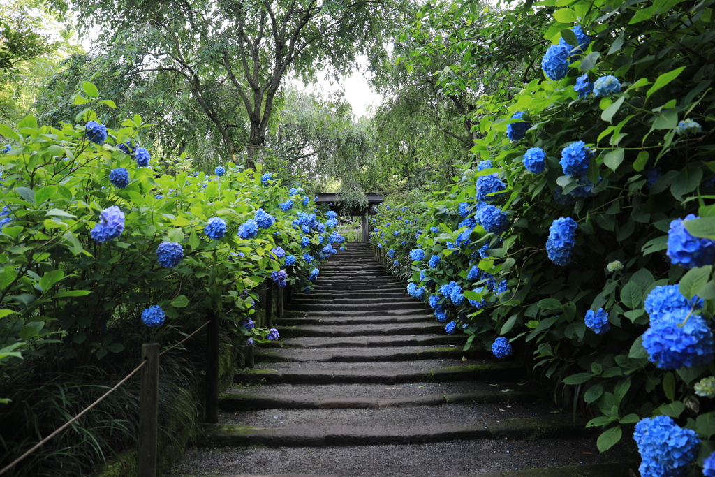 明月院 #17