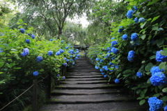 明月院 #17