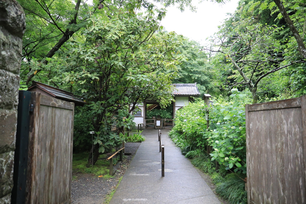 明月院 #1