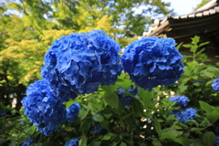 明月院 #14