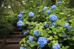 明月院 #11