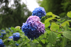 明月院 #10