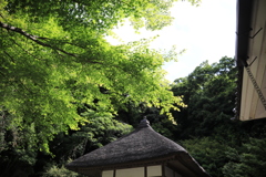 明月院 #6