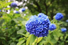 明月院 #9