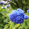 明月院 #9