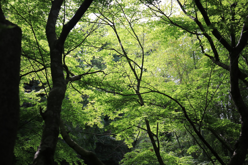 一条恵観山荘 #3
