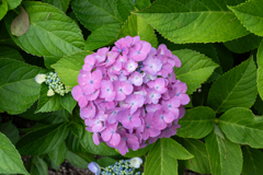 初夏の彩り