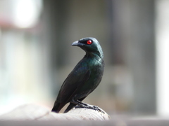 ミドリカラスモドキ　亞洲輝椋鳥