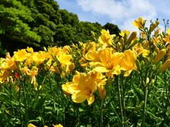 横須賀菖蒲園　ヘメロカリス