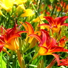 横須賀菖蒲園　ヘメロカリス