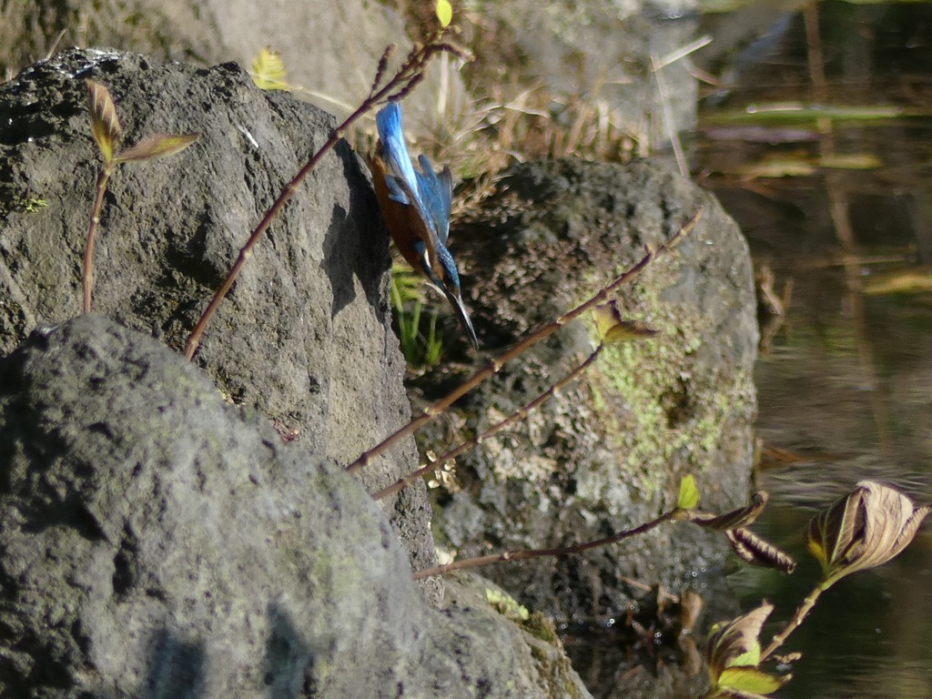 カワセミ