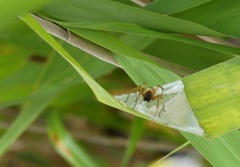 カバキコマチグモ