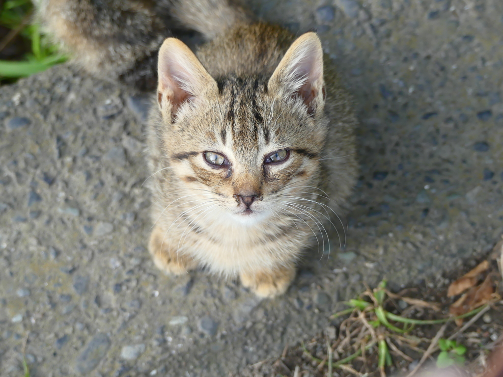野良猫あかちゃん