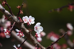 本牧市民公園の梅