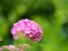 小田原城アジサイ