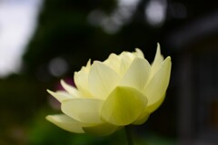 日比谷花壇大船フラワーセンター