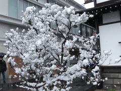 草津温泉雪の華
