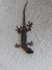 お寺のヤモリ