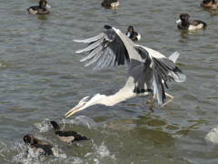 アオサギVSカモ