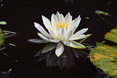 本牧市民公園の蓮