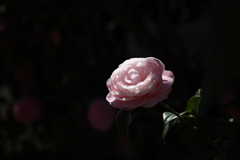 薔薇