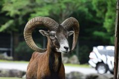 富士サファリパーク　ムフロン　羊