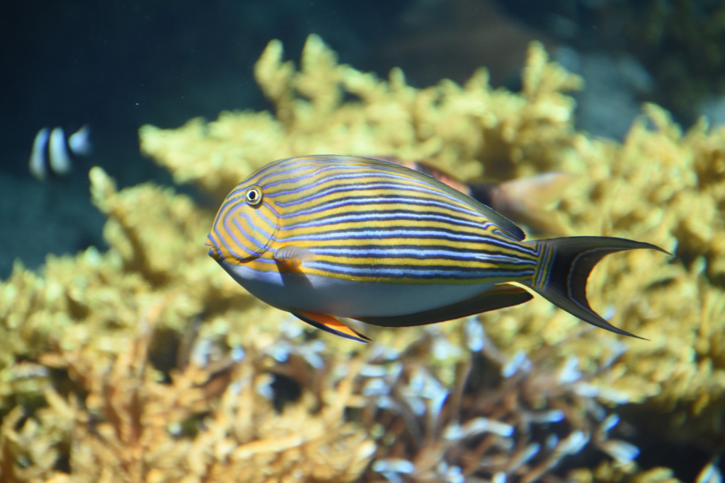 美ら海水族館