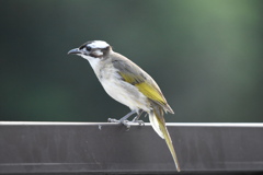 中国のシロガシラ