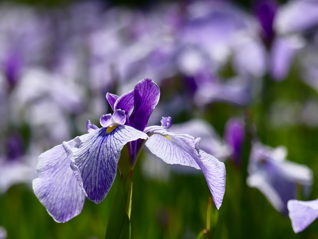 横須賀菖蒲園　花菖蒲