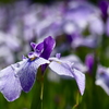横須賀菖蒲園　花菖蒲