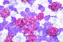 水に浮かぶ花
