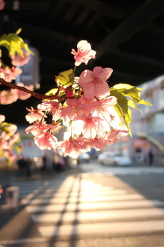 三浦海岸河津桜