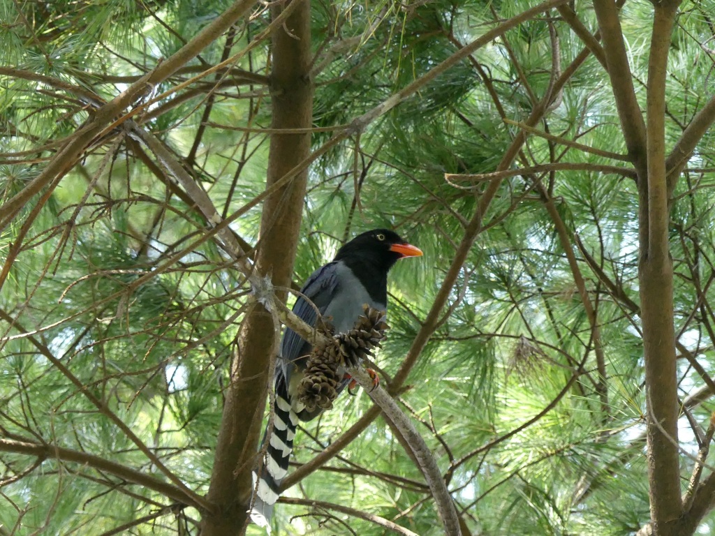 台湾野鳥　臺灣藍鵲　タイワンアオカササギ