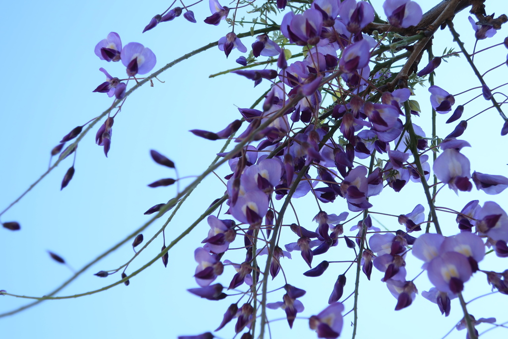亀戸天神藤の花