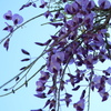 亀戸天神藤の花