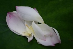 蓮の花びら