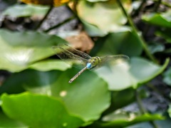 ギンヤンマ