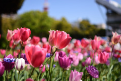 横浜公園チューリップ