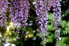 岡村天満宮の藤の花