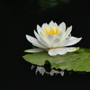 蓮
