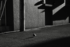 ストリート